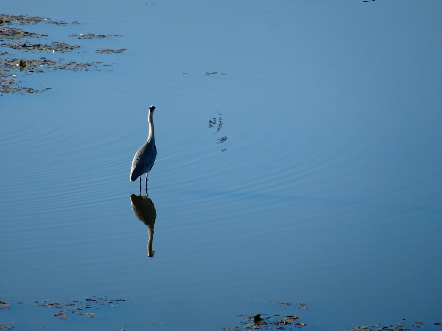 Una garzetta grigia ferma in acqua calma.