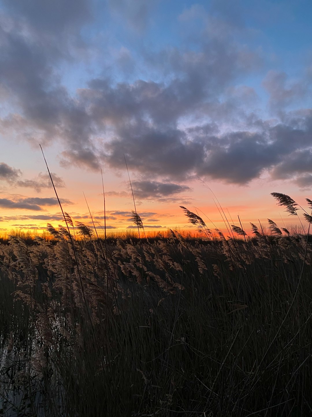 Canna di palude alta cresce lungo l'acqua in una palude al tramonto.