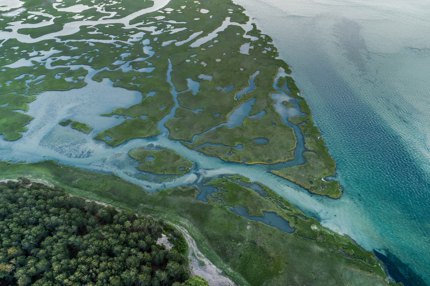 Vista aerea di una zona umida verde con corsi d'acqua tortuosi.