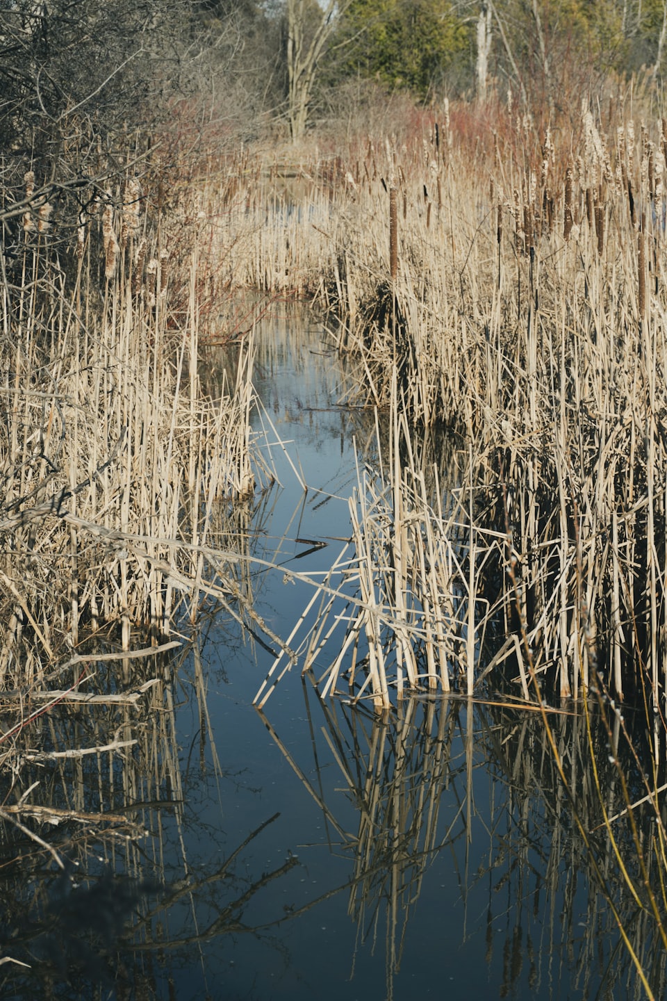Un corso d'acqua stretto serpeggia tra alte canne secche nelle zone umide.