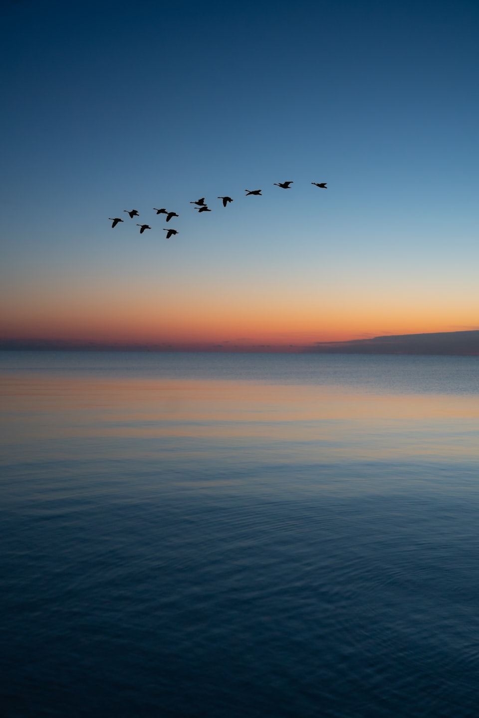 Uccelli volano in formazione a V su acqua calma all'alba.
